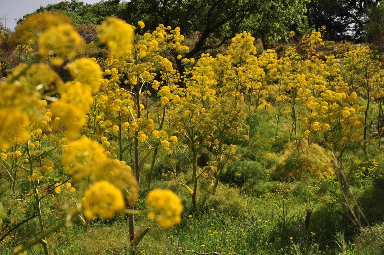 Riesenfenchel (Ferula communis), Kreta