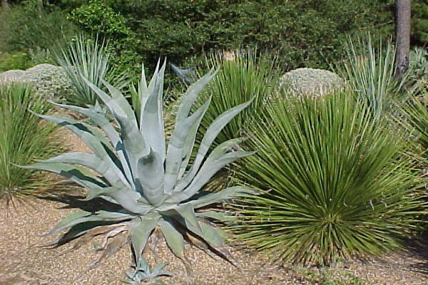 Agave