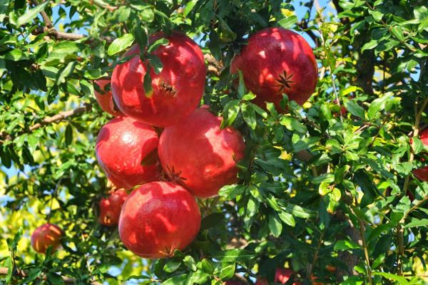 Der Granatapfelbaum