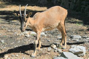 cretan wild goat